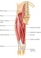 Muscles of the Anterior Right Thigh 1