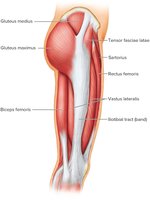Muscles of the Lateral Right Thigh