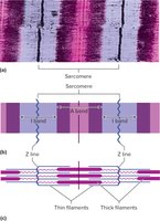 The Structure of a Sarcomere