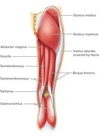Muscles of the Posterior Right Thigh 2