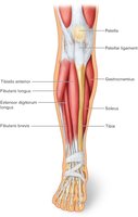Muscles of the Anterior Right Leg