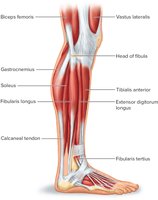 Muscles of the Lateral Right Leg