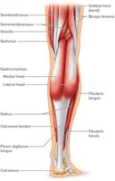 Muscles of the Posterior Right Leg