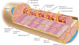 The SR and T Tubules of the Sarcoplasm