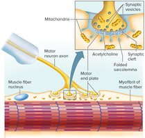 A Neuromuscular Junction