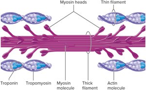 Thin and Thick Filaments