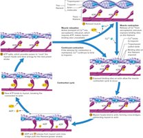 The Sliding Filament Model