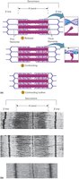 Sarcomere Shortening in Muscle Contraction