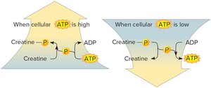 Creatine Phosphate Regenerates ATP
