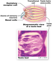 Diagrammatic view of a taste bud