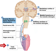 Gustatory neural pathway from tongue to brain