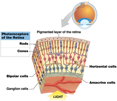 Retinal layers and photoreceptors