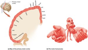 Representations of the primary motor cortex