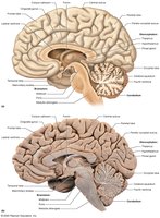Midsagittal section of the brain showing the brainstem