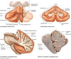 Structure of the cerebellum