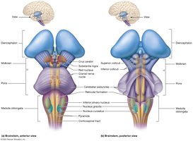 External anatomy of the brainstem