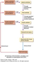 Summary of the formation, circulation, and absorption of CSF
