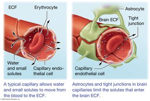 The blood brain barrier