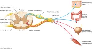 Overview of internal spinal cord structure and function