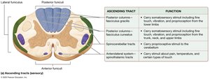 Ascending and descending tracts of the spinal cord