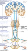 Ascending (sensory) pathways: the posterior columns/medial lemniscal system