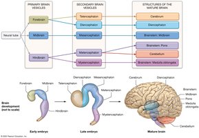 Development of the brain from neural tube to mature brain