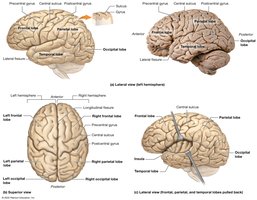 Structure of the cerebrum and its lobes