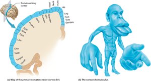 Representations of the primary somatosensory cortex