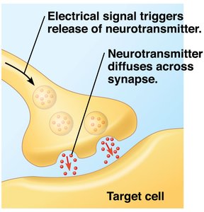 Neurotransmitter release at synapse