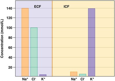 Ion concentration in ECF and ICF