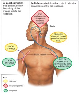 Local control and reflex control
