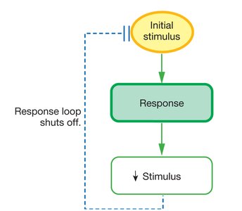 Negative feedback loop diagram
