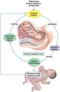 Positive feedback loop in cytokine storm