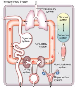 Organ system integration