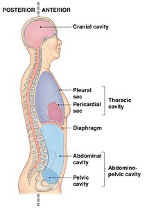 Body cavities and compartmentation