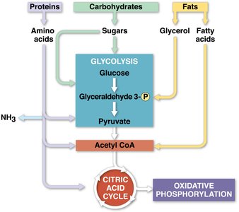 Metabolic pathways
