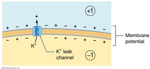 Membrane potential created by K+ diffusion