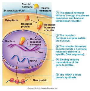 Steroid hormone direct gene activation mechanism