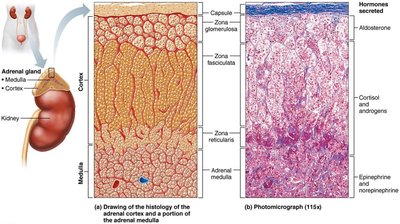 Adrenal gland histology and hormone secretion