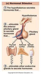 Hormonal stimulus example