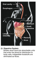 Digestive system: organs