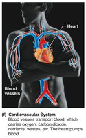 Cardiovascular system: heart and blood vessels