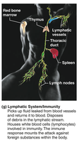 Lymphatic system: lymph nodes, vessels, spleen