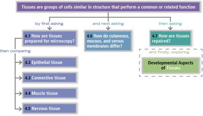 Overview of tissue study and classification