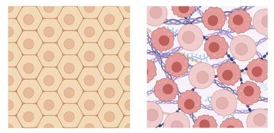 Comparison of epithelial and connective tissue