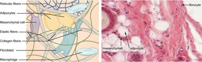 Connective tissue cell types