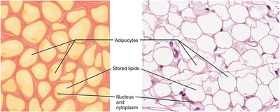 Loose connective tissue types