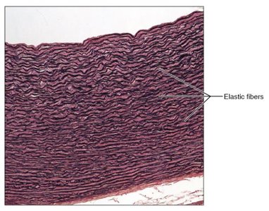 Cartilage types