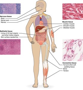 Diagram showing the four major tissue types and their locations
