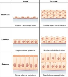 Table of simple and stratified epithelial types